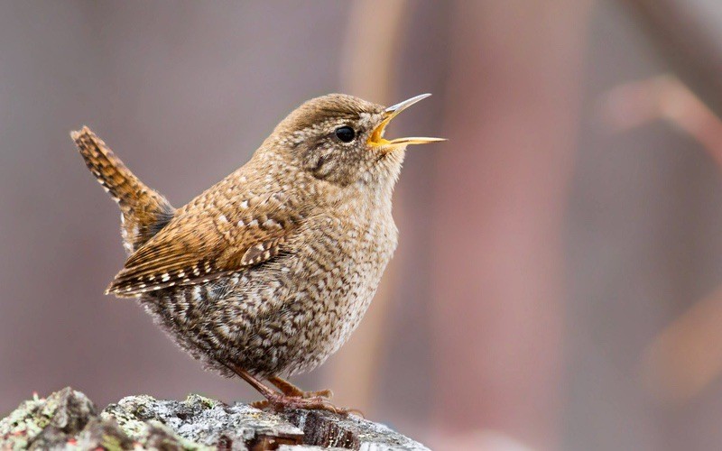Winter Wren in Searsmont ME by Fyn Kynd is licensed under CC BY-SA 2.0.